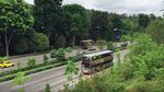 Perhatian! Jembatan Ini Khusus untuk Hewan