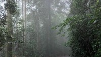 Meskipun ditujukan untuk hewan, bukan berarti manusia tidak dapat melewati jembatan ini. Manusia diperbolehkan, namun dibatasi dan harus dengan tujuan yang penting (reychristofer/Instagram)