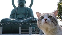 Saat kucing difoto di salah satu tempat di Jepang.