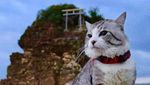 Foto: Cat-genic! Gaya Kucing Ini Mirip Banget Model