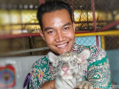 Harimau Benggala di Maharani Zoo Lamongan/
