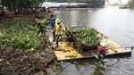 Pembersihan Eceng Gondok di Situ Cipondoh