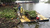 Eceng gondok yang didapat lalu dibawa ke darat atau pinggir situ Cipondoh.