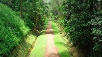 Dari Bandara Internasional Changi, traveler harus menempuh 28 menit perjalanan naik mobil. Traveler juga hanya dapat melihat dari jalanan saja. Kecuali, jika hanya masuk ke Cagar Alam saja (leechangxi88/Instagram)