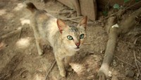 Dahulu, pulau ini merupakan tempat pembuangan kucing liar dari pulau terdekat. Dari situ lah asal muasal nama Pulau Kucing (Randy/detikTravel)
