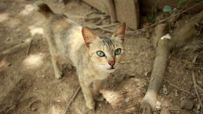 Foto: Pulau Kucing di Indonesia
