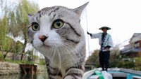 Foto-foto kucing yang fotogenic ini diposting oleh akun Instagram Noraneko Nyankichi.