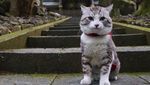 Foto: Cat-genic! Gaya Kucing Ini Mirip Banget Model