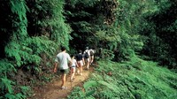 Inilah Eco Link Bridge, jembatan yang membentang menghubungkan Bukit Timah Nature Reserve dan Central Catchment Nature Resever, yang merupakan konservasi alam di Singapura (Visit Singapore)