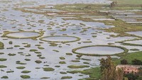 Saat musim kering dan air danau surut, akar-akar tanaman di Phumdi menggapai dasar danau untuk menyerap nutrisi. Saat musim hujan dan air meluap, akar itu terputus sehingga Phumdi pun kembali mengapung. (Ben McKechnie/BBC)