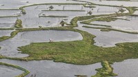 Phumdi di Danau Loktak adalah satu-satunya Taman Nasional terapung di dunia. (Ben McKechnie/BBC)