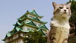 Foto: Cat-genic! Gaya Kucing Ini Mirip Banget Model