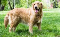 Produsen Makanan Anjing Ini Bikin Makanan Manusia Persis Makanan Anjing 