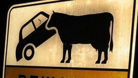 Hati-hati bisa kena sruduk banteng. Ranker.com/Imgur.
