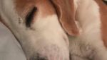 Foto: Benny, Anjing yang Bikin Heboh dan Dicari 1.000 Orang