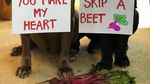 Gemas! Dua Anjing Mastiff Ini Adu Gombal Lewat Foto Makanan