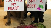 Mungkin ini menggambarkan perasaan kamu kalau ketemu pacar ya? You Make My Heart Skip A Beet. Bisa aja ya Alayna! Foto: Instagram barnabas.and.madeline.the.neos