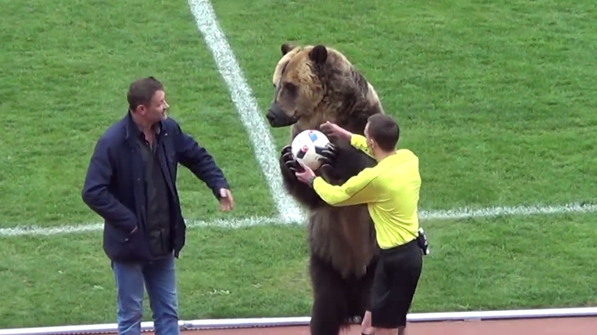 Beruang bernama Tim membuka sebuah laga sepakbola di Rusia (Foto: Screenshot Youtube)