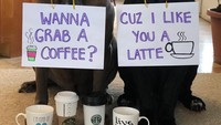 Diajak minum kopi? Pasti kamu mau kalau digombalin, Cuz I Like You A Latte. Kata latte ini plesetan jadi  a lot ya! Foto: Instagram barnabas.and.madeline.the.neos
