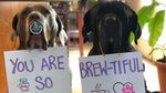 Gemas! Dua Anjing Mastiff Ini Adu Gombal Lewat Foto Makanan
