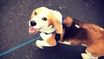 Foto: Benny, Anjing yang Bikin Heboh dan Dicari 1.000 Orang