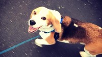 Benny hilang saat berjalan-jalan bersama kawanan anjing lainnya di Belmont Regional Park pada 6 April 2018 lalu.