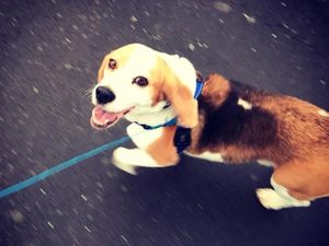 1.000 Orang dan Helikopter Cari Anjing Hilang di Selandia Baru