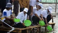 Secara simbolis, 600.000 benih udang disebar di area  tambak Cluster I pada petak 2B dan 3A dengan jenis udang adalah udang vanname. Pool/Kementerian BUMN.