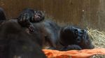 Foto: So Sweet! Momen Gorila Melahirkan dan Cium Bayinya