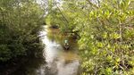 Lihatlah, Ada Hutan Mangrove Secantik Ini di Aceh