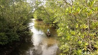 Hutan mangrove yang rimbun dan asri (Agus Setyadi/detikTravel)