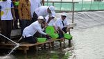 Bawa Baskom, Rini Tebar Benih Udang di Bekasi