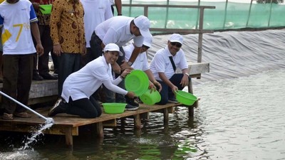 Bawa Baskom, Rini Tebar Benih Udang di Bekasi