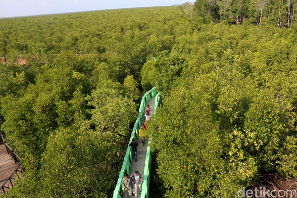 Di lahan seluas 5.000 hektare ini, terdapat 35 jenis mangrove dengan usia tanaman mencapai ratusan tahun (Agus Setyadi/detikTravel) Di lahan seluas 5.000 hektare ini, terdapat 35 jenis mangrove dengan usia tanaman mencapai ratusan tahun (Agus Setyadi/detikTravel)