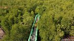 Lihatlah, Ada Hutan Mangrove Secantik Ini di Aceh