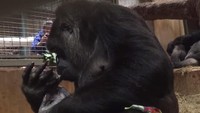 Induk bayi gorila bernama Calaya berjuang saat melahirkan sendiri.   