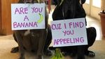 Gemas! Dua Anjing Mastiff Ini Adu Gombal Lewat Foto Makanan