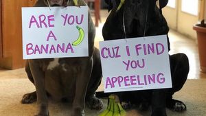 Gemas! Dua Anjing Mastiff Ini Adu Gombal Lewat Foto Makanan