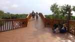 Lihatlah, Ada Hutan Mangrove Secantik Ini di Aceh