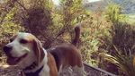 Foto: Benny, Anjing yang Bikin Heboh dan Dicari 1.000 Orang