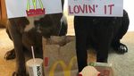 Gemas! Dua Anjing Mastiff Ini Adu Gombal Lewat Foto Makanan
