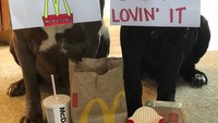 McDonalds nggak luput dari objek gombalan Barn. Alayna mengatakan dua anjing mastiff miliknya mudah diajak kerja sama karena karakter mereka yang kalem. Foto: Instagram barnabas.and.madeline.the.neos