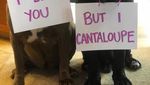 Gemas! Dua Anjing Mastiff Ini Adu Gombal Lewat Foto Makanan