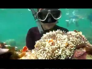 Video Wisatawan Angkat Karang Laut, Hilang di Instagram