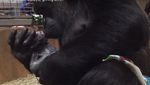 Foto: So Sweet! Momen Gorila Melahirkan dan Cium Bayinya