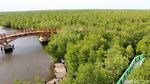 Lihatlah, Ada Hutan Mangrove Secantik Ini di Aceh