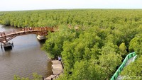 Terdapat jembatan kayu panjang untuk traveler berjalan kaki santai di sekitar hutan mangrove (Agus Setyadi/detikTravel)