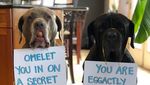 Gemas! Dua Anjing Mastiff Ini Adu Gombal Lewat Foto Makanan