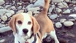 Foto: Benny, Anjing yang Bikin Heboh dan Dicari 1.000 Orang