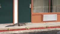 Aligator itu jalan-jalan di depan Quality Inn motel in Sebring, Florida dan videonya diunggah di Facebook Highlands County Sheriffs Office.